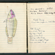 Illustration for article titled Take a Look at a 1948 Scientists Fish Drawings